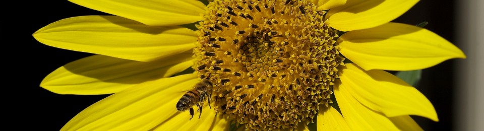 My Tiny Italian Garden